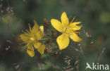 Fraai hertshooi (Hypericum pulchrum) 