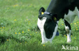 Fries hollandse zwartbonte Koe (Bos domesticus)