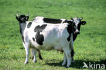 Mottled Cow (Bos domesticus)