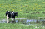 Fries hollandse zwartbonte Koe (Bos domesticus)