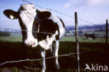 Fries hollandse zwartbonte Koe (Bos domesticus)