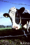 Fries hollandse zwartbonte Koe (Bos domesticus)