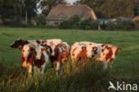 red-and-white Cow (Bos domesticus)