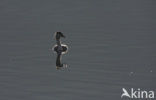 Great Crested Grebe (Podiceps cristatus)