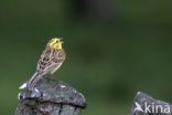 Geelgors (Emberiza citrinella)