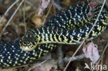 Geelgroene toornslang (Coluber viridiflavus)