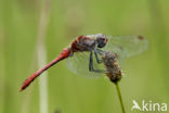 Geelvlekheidelibel (Sympetrum flaveolum)