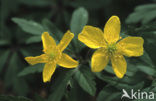 Gele anemoon (Anemone ranunculoides)