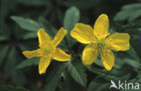 Yellow Anemone (Anemone ranunculoides)