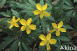 Yellow Anemone (Anemone ranunculoides)
