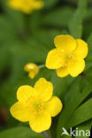 Yellow Anemone (Anemone ranunculoides)