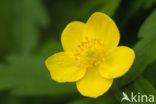 Yellow Anemone (Anemone ranunculoides)