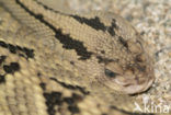 Northwestern Neotropical rattlesnake (Crotalus durissus culminates)