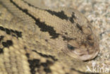 Gele cascaval (Crotalus durissus culminates)