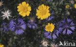 Corn Marigold (Chrysanthemum segetum)