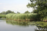 Gele plomp (Nuphar lutea)