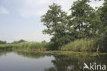 Gele plomp (Nuphar lutea)