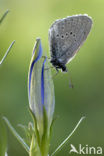 Gentiaanblauwtje (Maculinea alcon) 