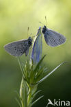 Gentiaanblauwtje (Maculinea alcon) 