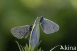 Gentiaanblauwtje (Maculinea alcon) 