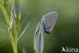 Gentiaanblauwtje (Maculinea alcon) 