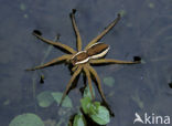 Gerande oeverspin (Dolomedes fimbriatus)
