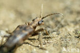 two-banded longhorn beetle (Rhagium bifasciatum)