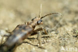 Gevlekte dennenboktor (Rhagium bifasciatum)