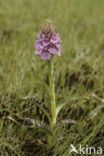 Gevlekte orchis (Dactylorhiza maculata var. podesta) 