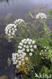 Gevlekte scheerling (Conium maculatum)