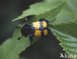 Gewone doodgraver (Nicrophorus vespilloides)