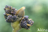 Ash (Fraxinus excelsior)