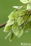 Ash (Fraxinus excelsior)