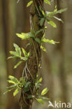 Ash (Fraxinus excelsior)