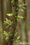 Gewone es (Fraxinus excelsior)