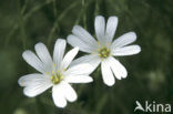 Gewone hoornbloem (Cerastium fontanum ssp. vulgare)