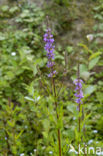 Purple Loosestrife (Lythrum salicaria)