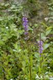 Gewone kattenstaart (Lythrum salicaria)