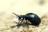 Oil beetle (Meloe proscarabaeus)