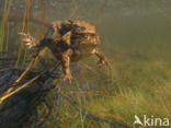 Common Toad (Bufo bufo)