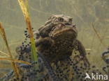 Gewone pad (Bufo bufo)