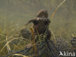 Common Toad (Bufo bufo)