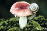 Brown-lipped Snail (Cepaea nemoralis)