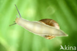 Brown-lipped Snail (Cepaea nemoralis)