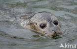 Gewone zeehond (Phoca vitulina) 