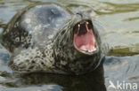 Gewone zeehond (Phoca vitulina) 