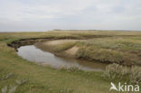 Sea Purslane (Atriplex portulacoides)