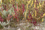 Gewone zoutmelde (Atriplex portulacoides)