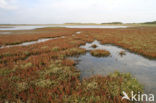 Sea Purslane (Atriplex portulacoides)