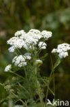 Gewoon duizendblad (Achillea millefolium)